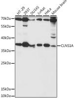 CLNS1A Antibody in Western Blot (WB)