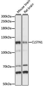 CLSTN1 Polyclonal Antibody