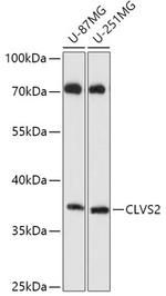 CLVS2 Polyclonal Antibody