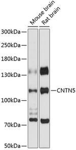Contactin 5 Antibody in Western Blot (WB)
