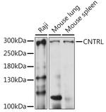 CNTRL Polyclonal Antibody