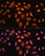 COPZ1 Polyclonal Antibody