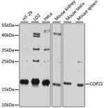 COPZ1 Antibody in Western Blot (WB)