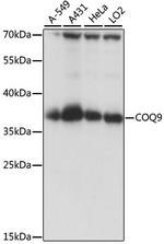 COQ9 Antibody in Western Blot (WB)