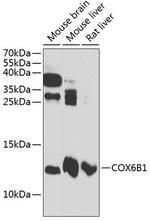 COX6B1 Polyclonal Antibody