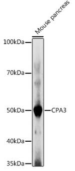 Carboxypeptidase A3 Polyclonal Antibody