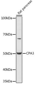 Carboxypeptidase A3 Antibody in Western Blot (WB)