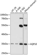 Aquaporin 10 Polyclonal Antibody