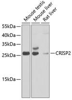 CRISP2 Polyclonal Antibody