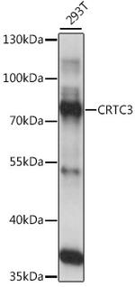 CRTC3 Polyclonal Antibody