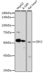 CRY2 Polyclonal Antibody