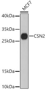 Beta-casein Polyclonal Antibody