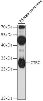 Chymotrypsin-C Polyclonal Antibody