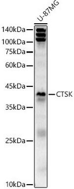Cathepsin K Polyclonal Antibody