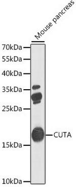 CUTA Antibody in Western Blot (WB)