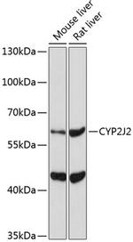 CYP2J2 Polyclonal Antibody