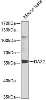 DAZ2 Polyclonal Antibody