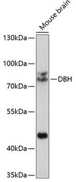 Dopamine beta Hydroxylase Polyclonal Antibody