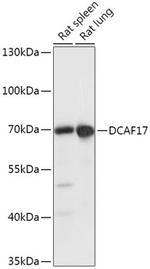 DCAF17 Polyclonal Antibody