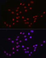 DDX39A Antibody in Immunocytochemistry (ICC/IF)