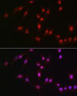 DDX39A Antibody in Immunocytochemistry (ICC/IF)