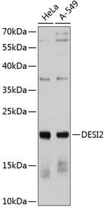 PNAS4 Polyclonal Antibody