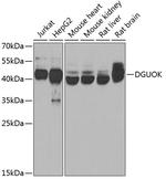 DGUOK Polyclonal Antibody