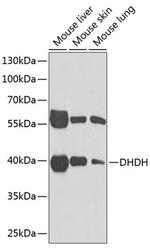 DHDH Polyclonal Antibody