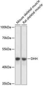 DHH Polyclonal Antibody