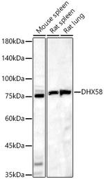 LGP2 Antibody in Western Blot (WB)