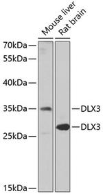 DLX3 Antibody in Western Blot (WB)