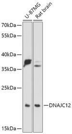 DNAJC12 Polyclonal Antibody