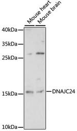 DNAJC24 Polyclonal Antibody