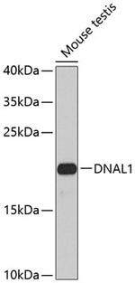 DNAL1 Antibody in Western Blot (WB)
