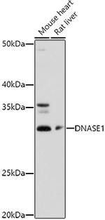 DNase I Polyclonal Antibody
