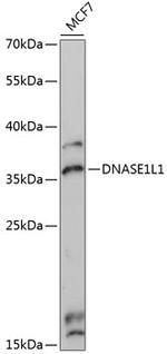 DNASE1L1 Antibody in Western Blot (WB)