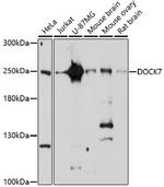 DOCK7 Polyclonal Antibody