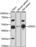 DPEP2 Polyclonal Antibody