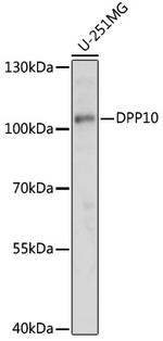 DPP10 Polyclonal Antibody
