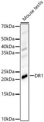 DR1 Polyclonal Antibody