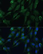 DRG2 Antibody in Immunocytochemistry (ICC/IF)
