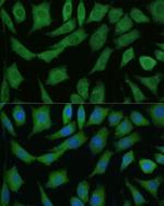 DRG2 Polyclonal Antibody