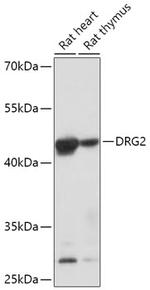 DRG2 Antibody in Western Blot (WB)