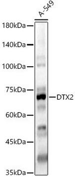 DTX2 Antibody in Western Blot (WB)