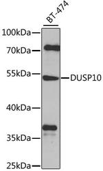 DUSP10 Polyclonal Antibody