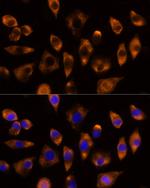 DUSP15 Polyclonal Antibody