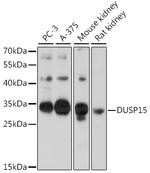 DUSP15 Antibody in Western Blot (WB)