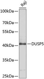 DUSP5 Polyclonal Antibody