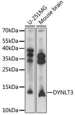 DYNLT3 Polyclonal Antibody