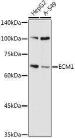 ECM1 Antibody in Western Blot (WB)